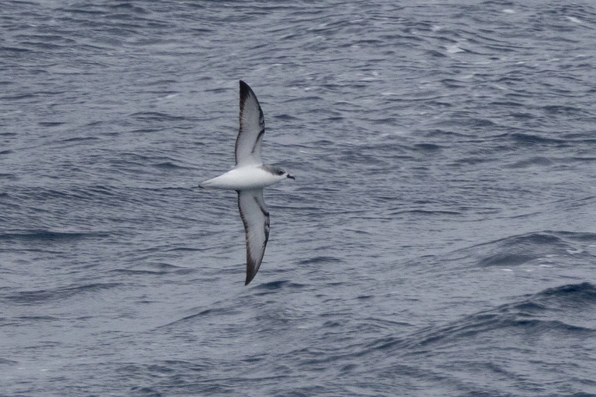 Cookilaria petrel sp. - ML647447921