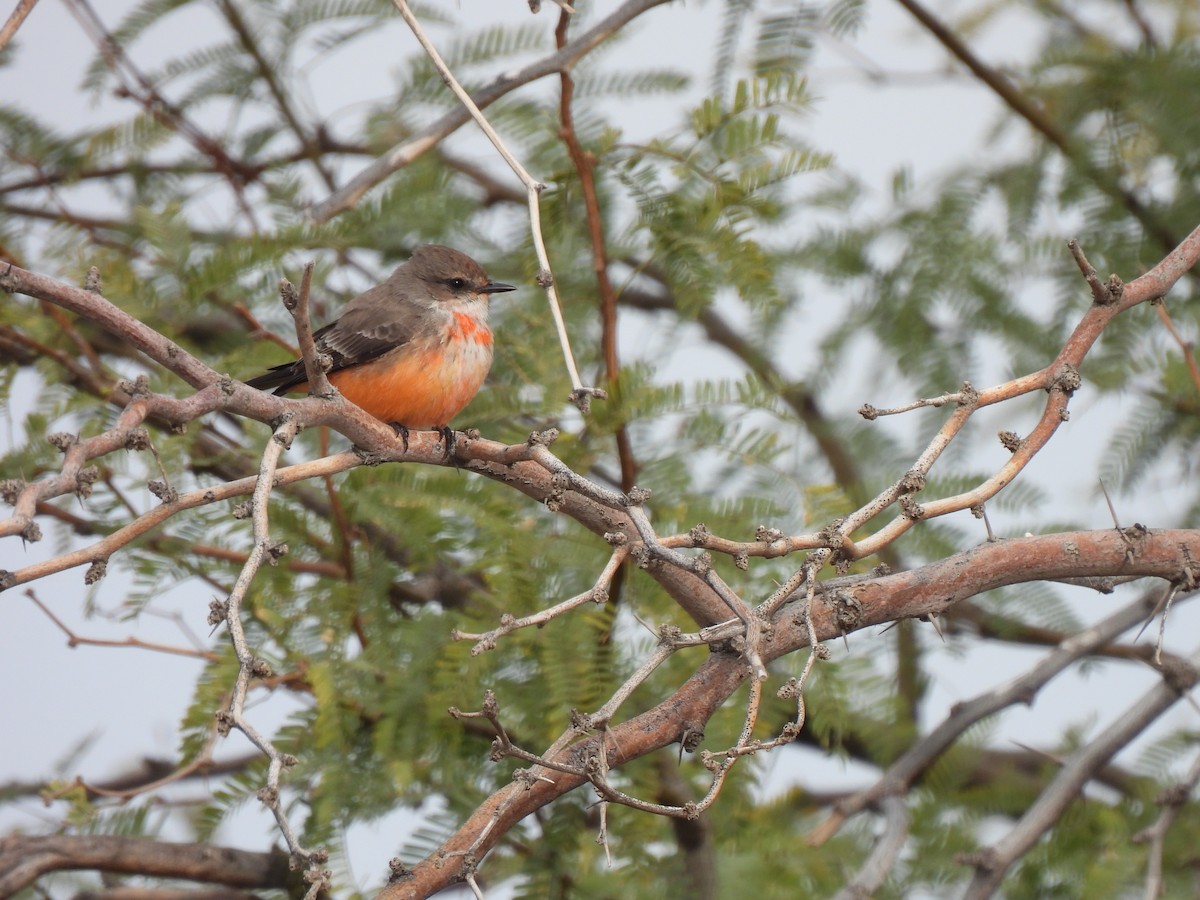 Vermilion Flycatcher - ML647447922