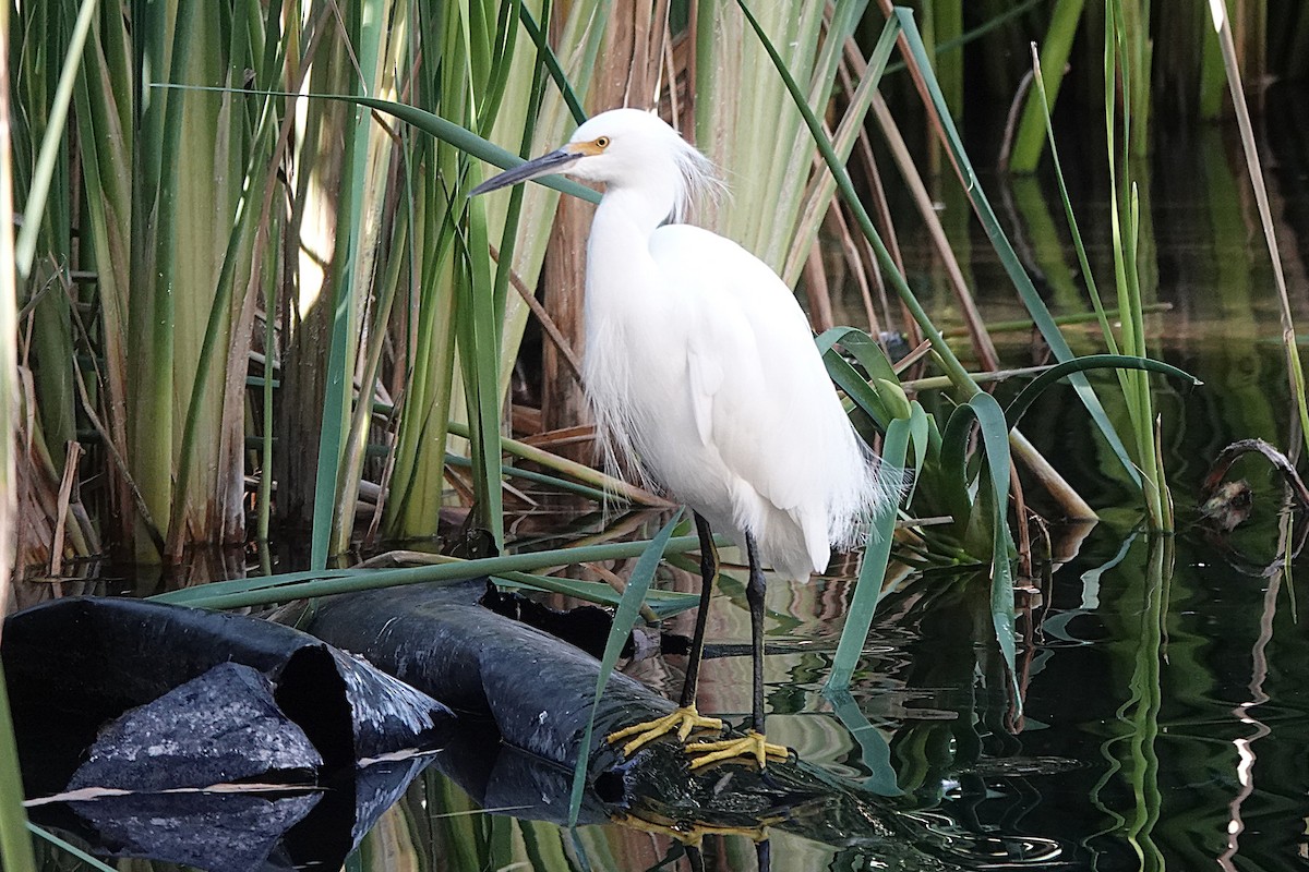 Чепура американська - ML647447924