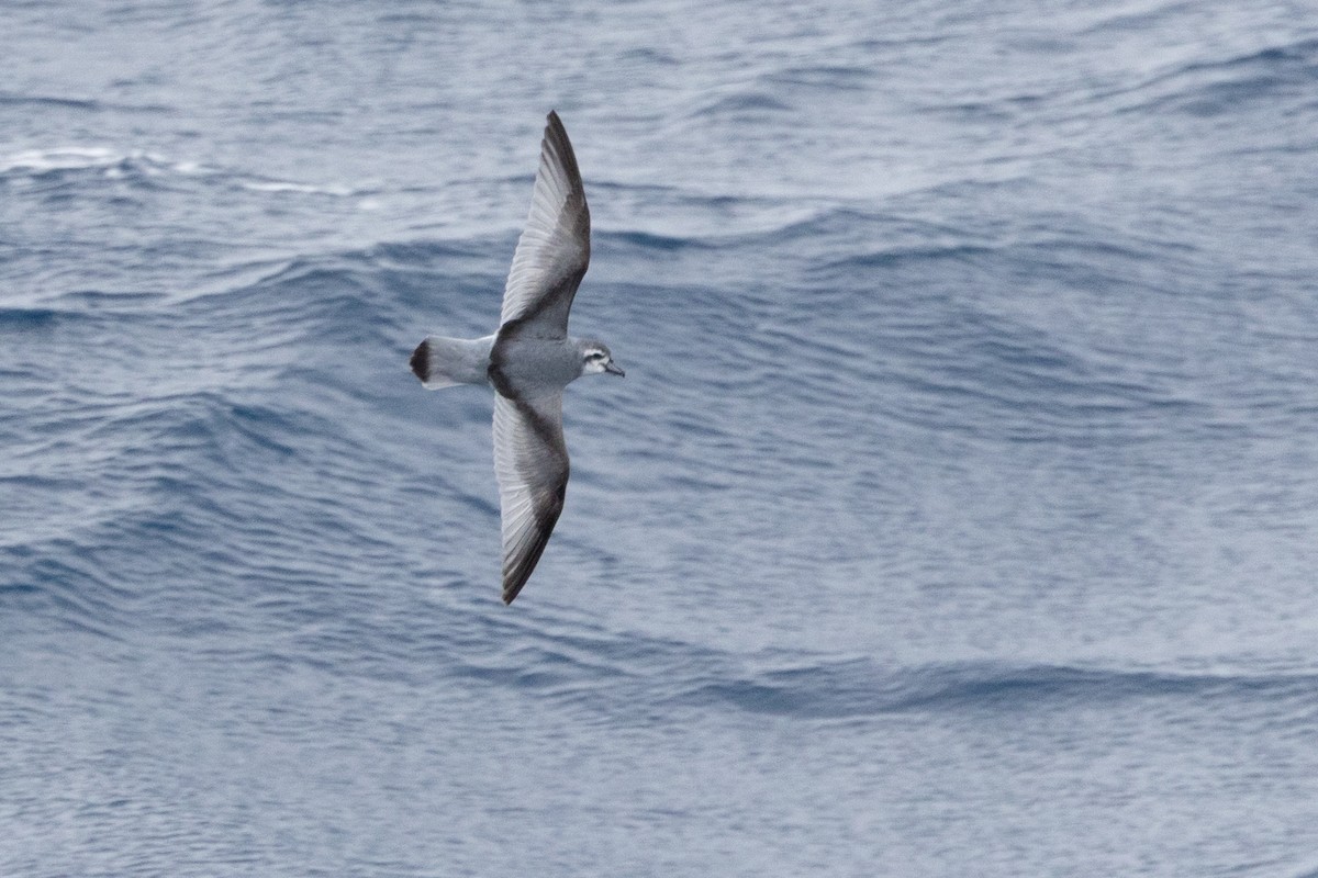 Prioi mokozabala - ML647447929