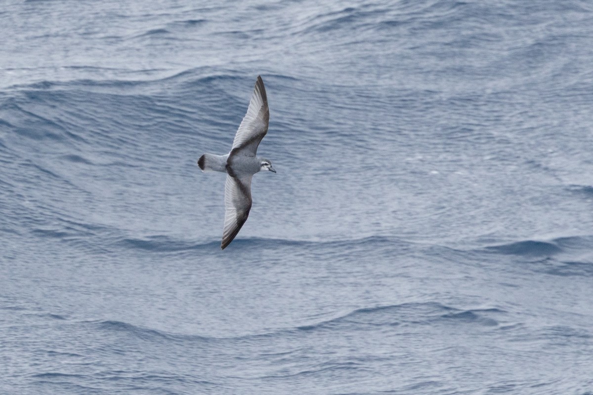 Prioi mokozabala - ML647447930