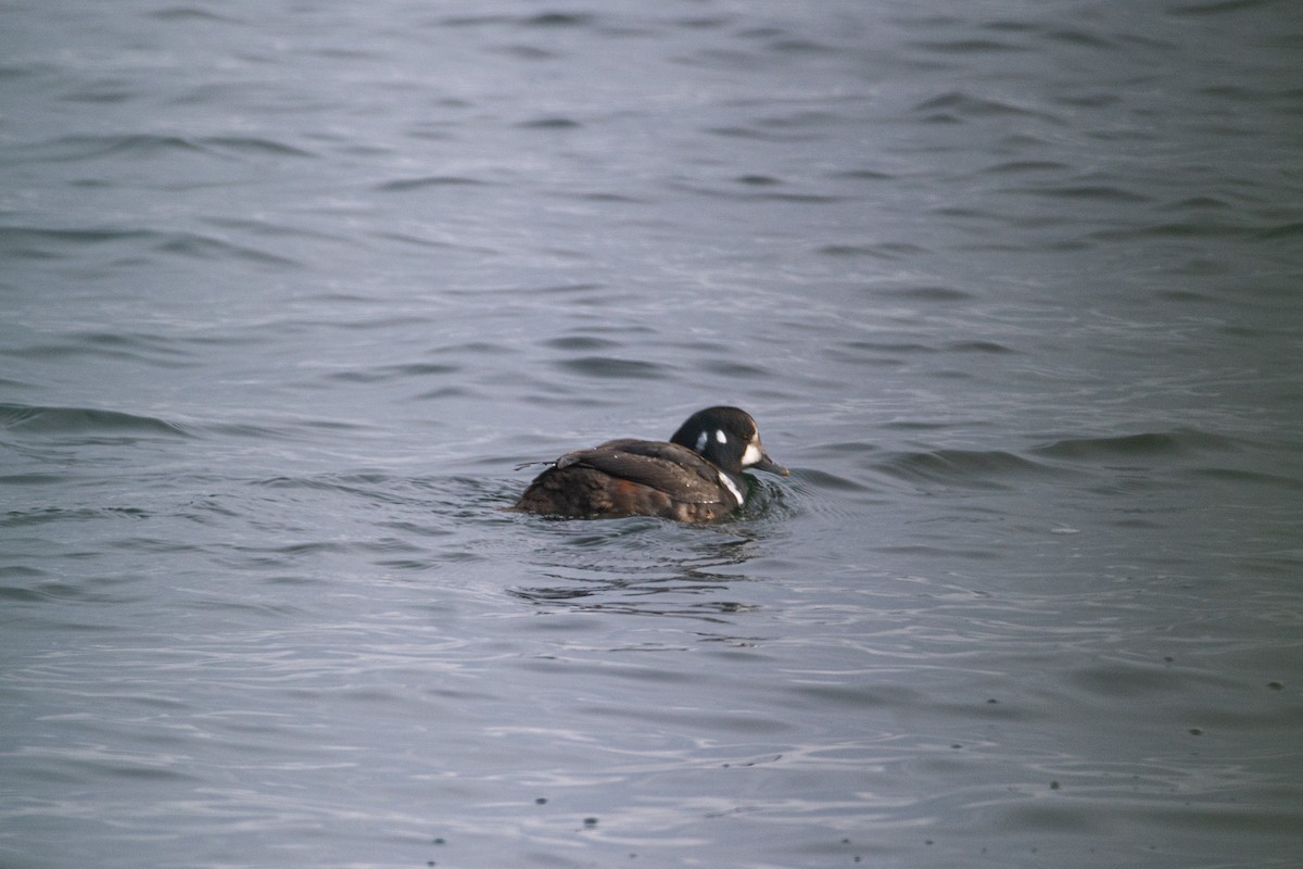 Arlequin plongeur - ML647447931