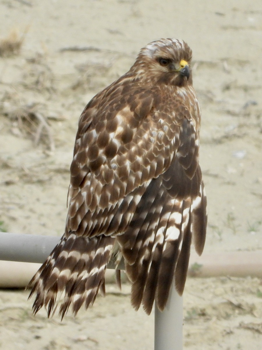 Buse à épaulettes - ML647447932