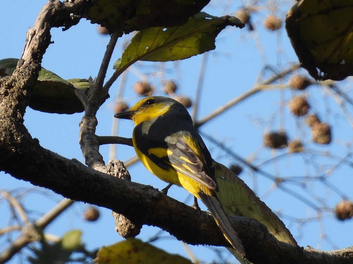 Grand Minivet - ML647447933