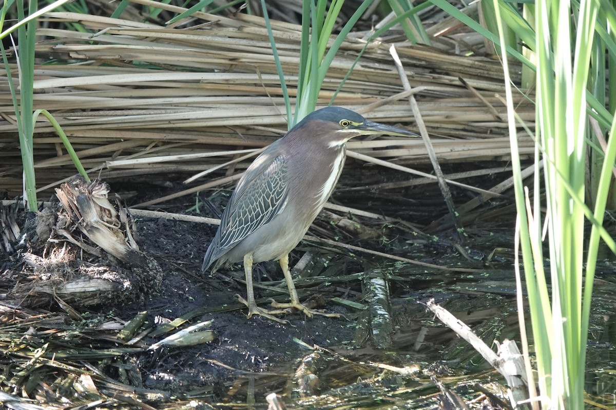 Héron vert - ML647447934