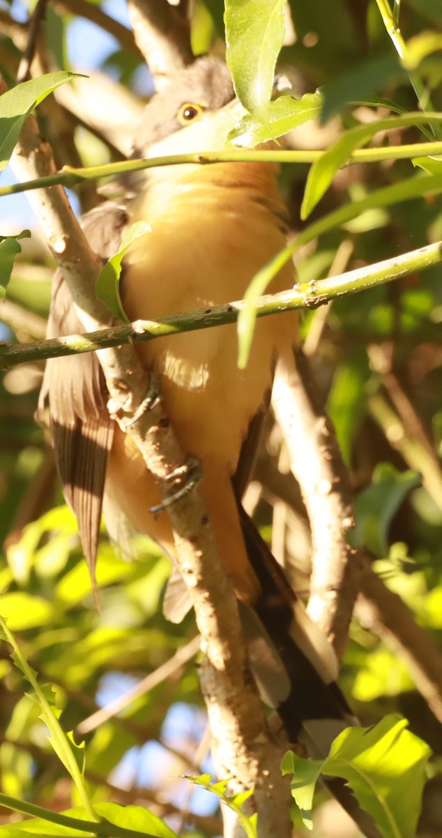 Coulicou manioc - ML647447935