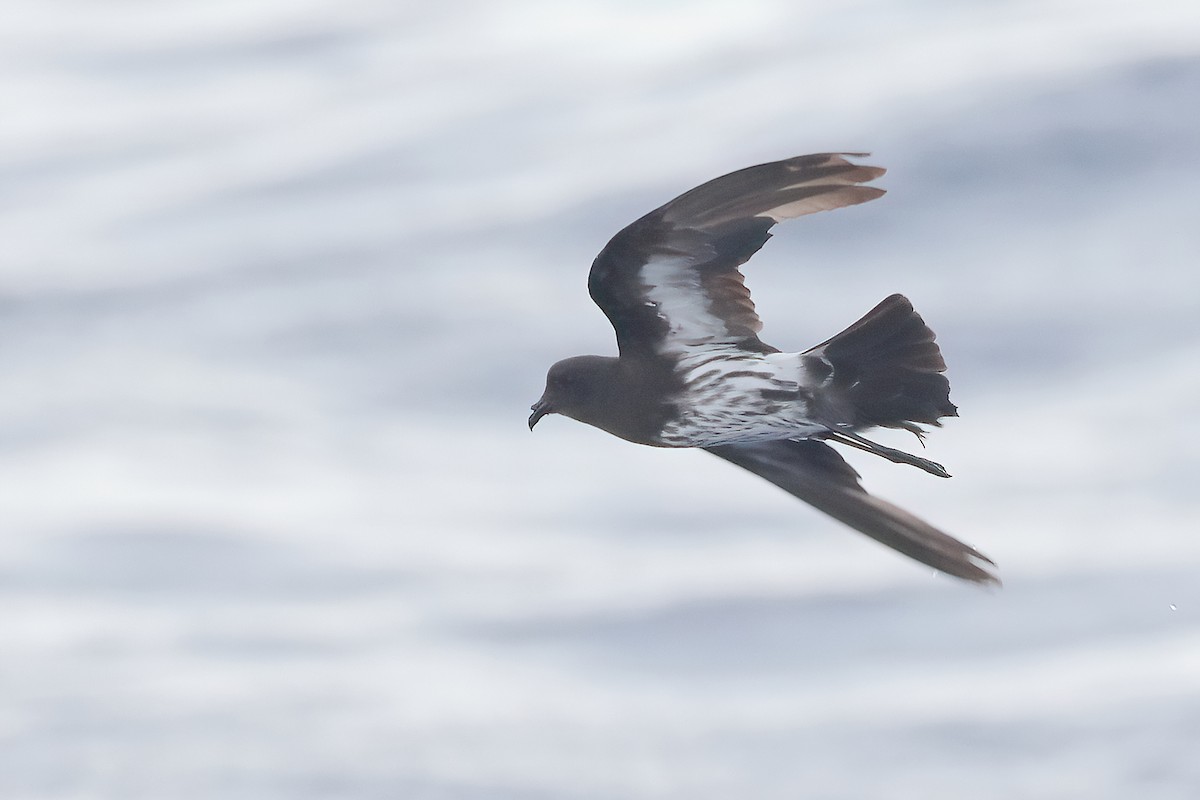 Océanite de Nouvelle-Calédonie - ML647447940