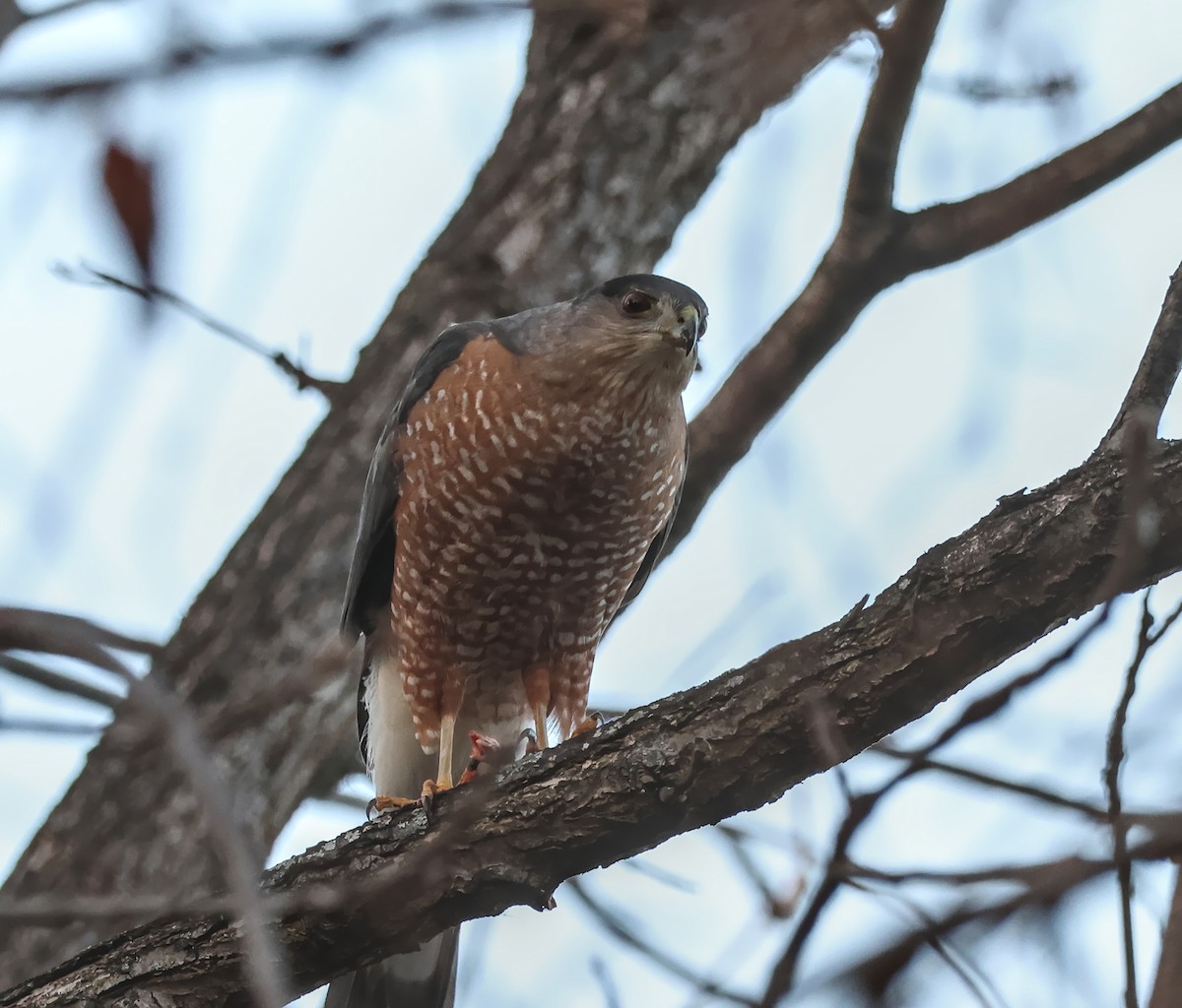 Épervier de Cooper - ML647447941