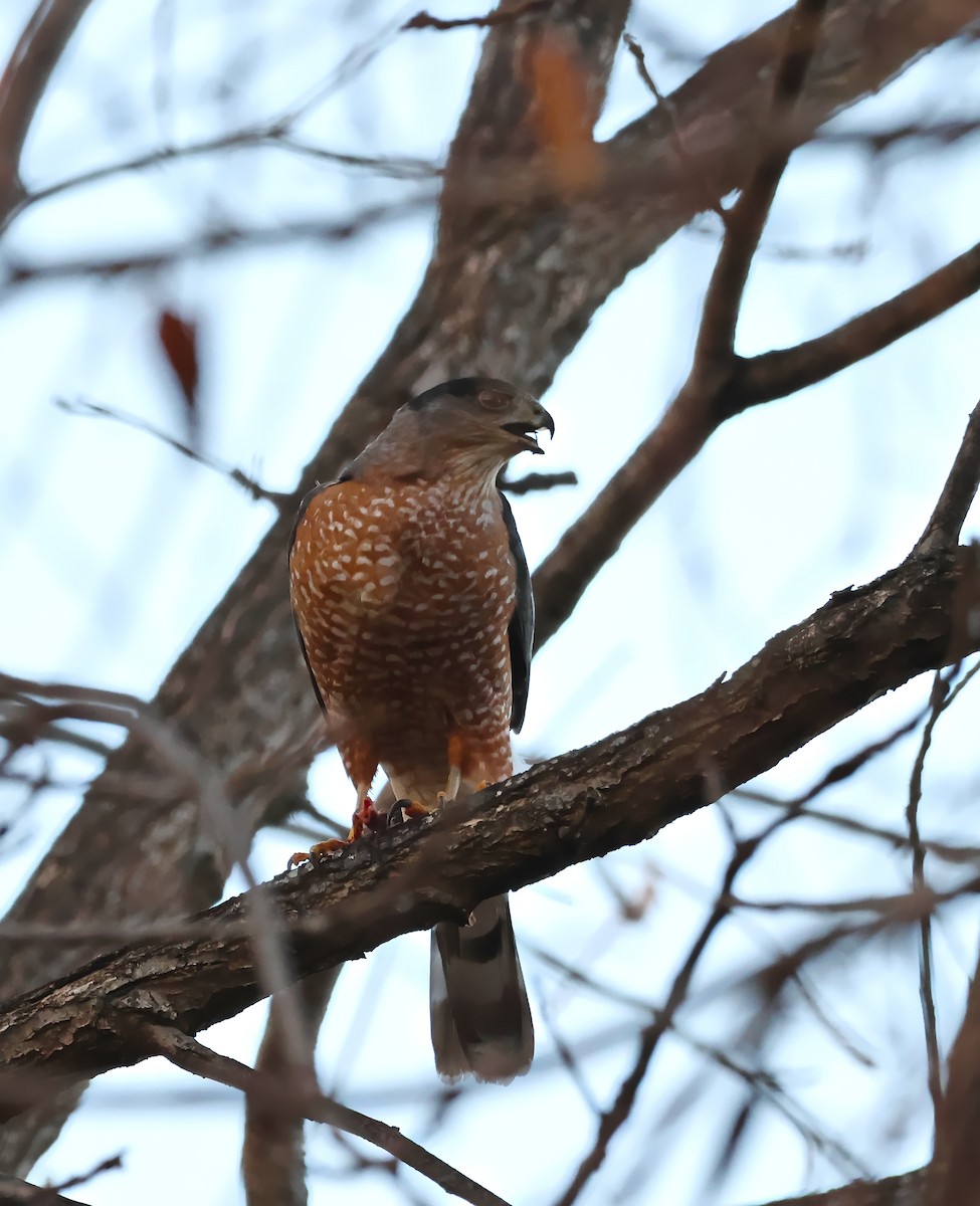 Épervier de Cooper - ML647447942