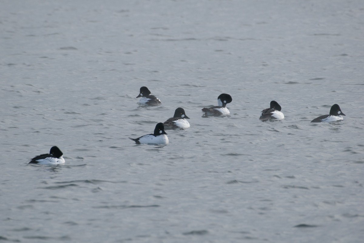 Garrot à oeil d'or - ML647447943