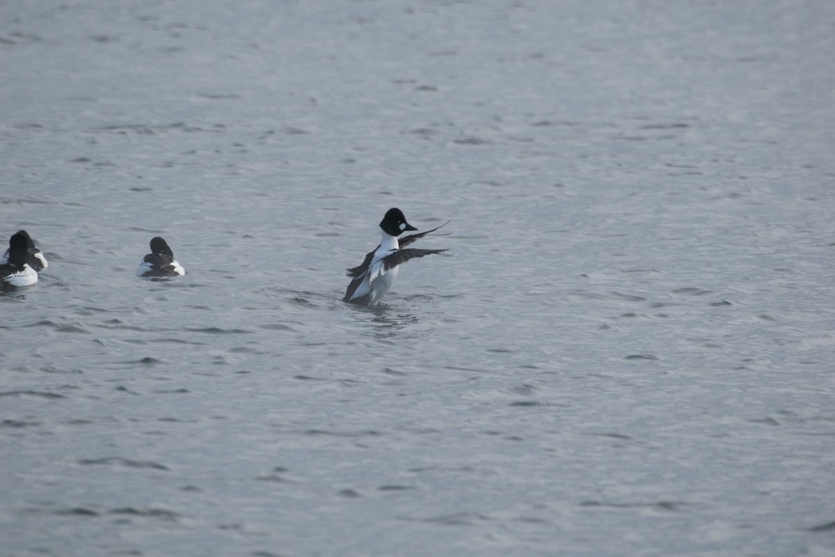 Garrot à oeil d'or - ML647447945