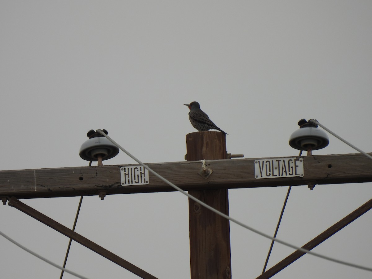 Pic flamboyant - ML647447946