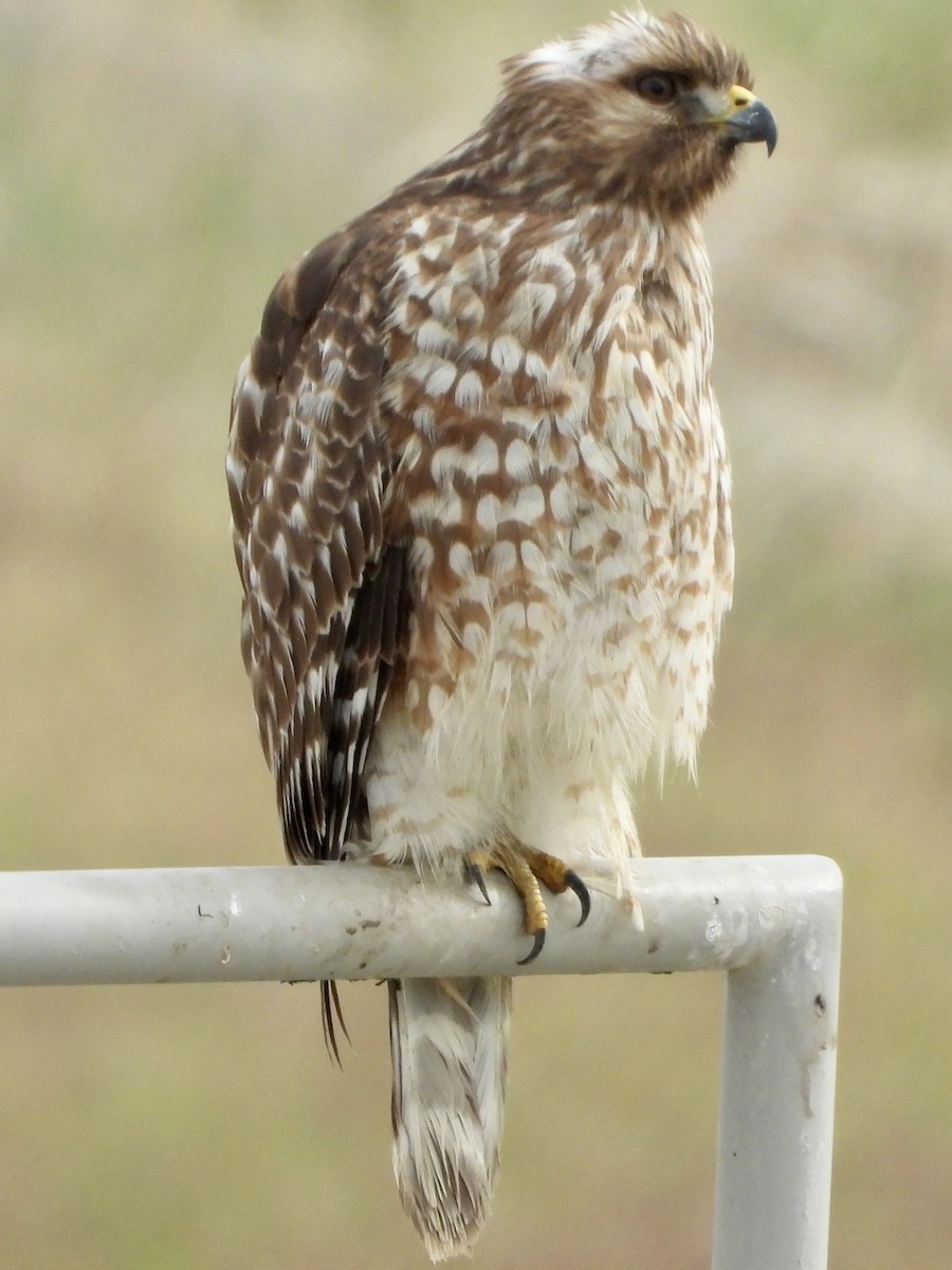 Buse à épaulettes - ML647447947