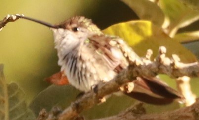 Colibri à gorge rubis - ML647447948