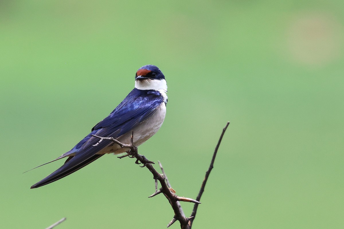 Hirondelle à gorge blanche - ML647447949