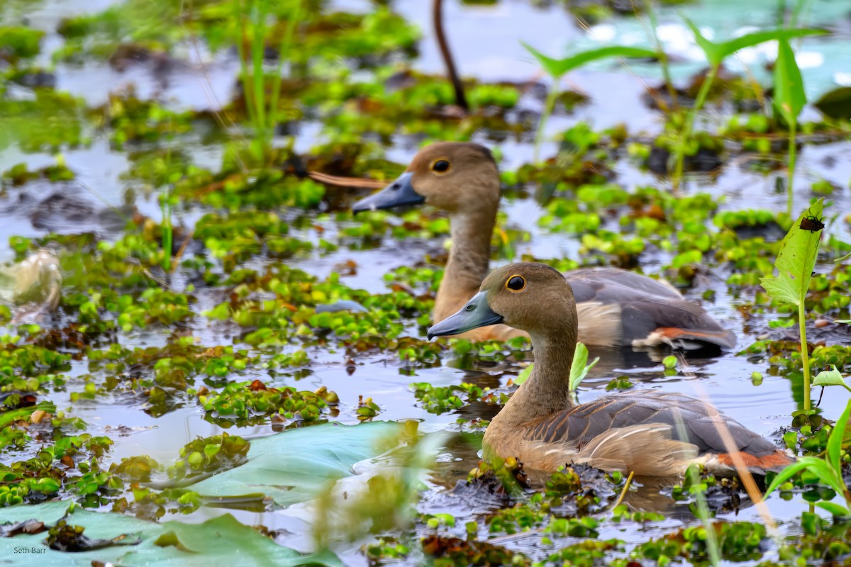 Dendrocygne siffleur - ML647447950