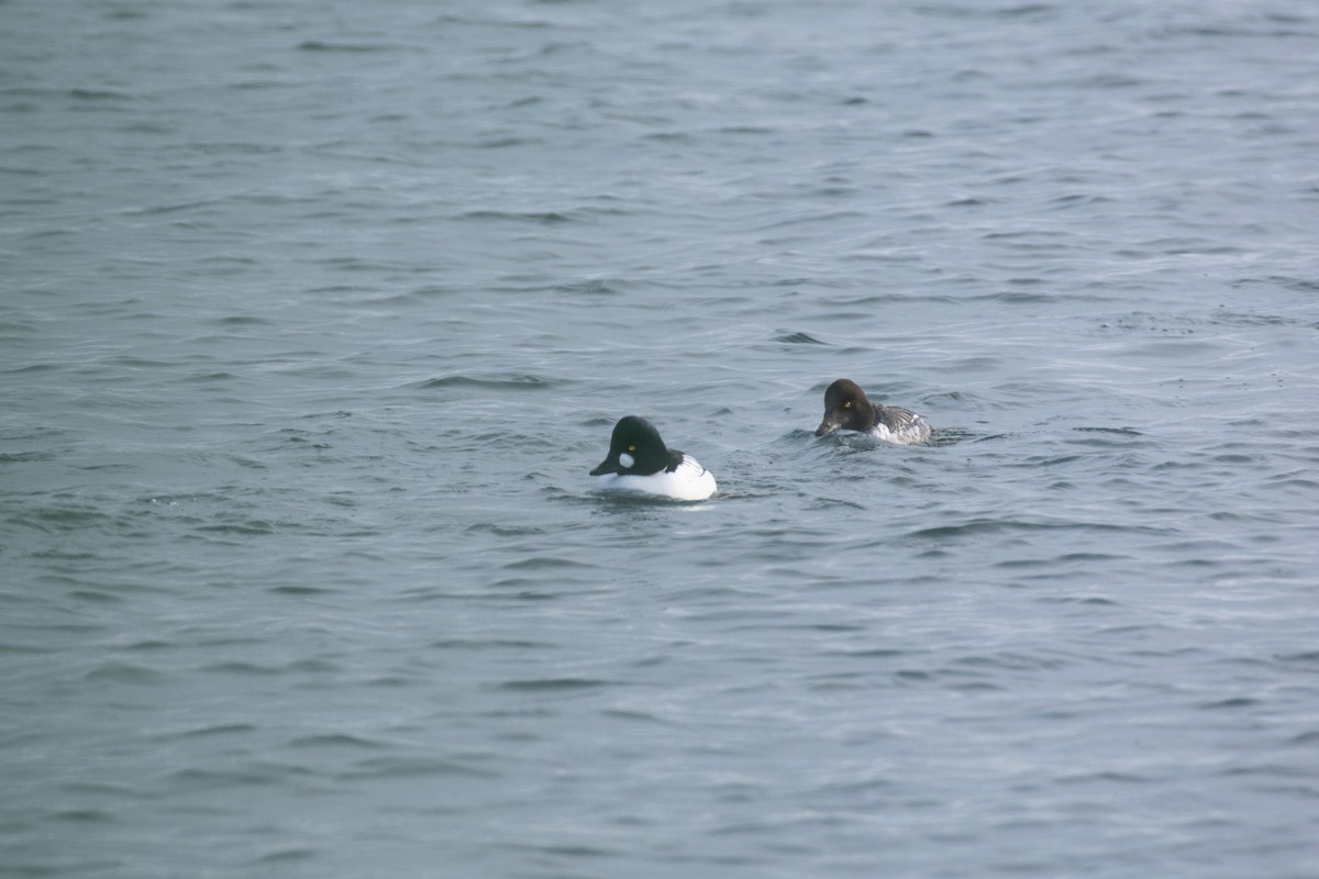Garrot à oeil d'or - ML647447951