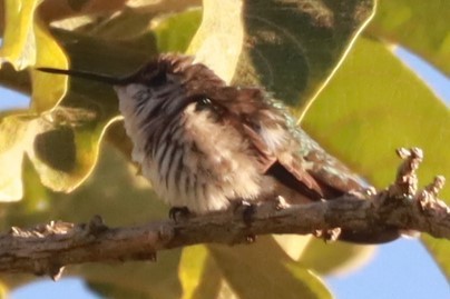Colibri à gorge rubis - ML647447952