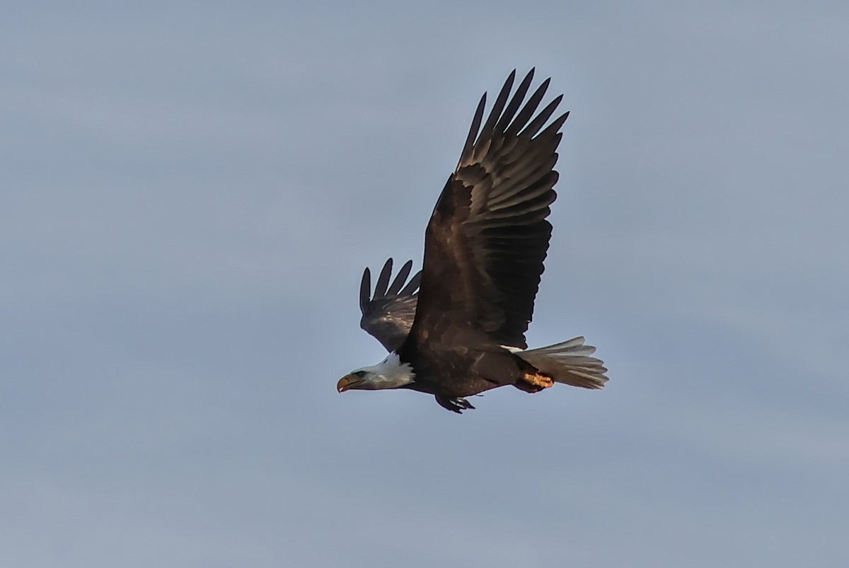 Pygargue à tête blanche - ML647447959