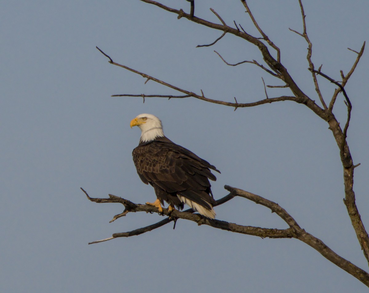Pygargue à tête blanche - ML647447962