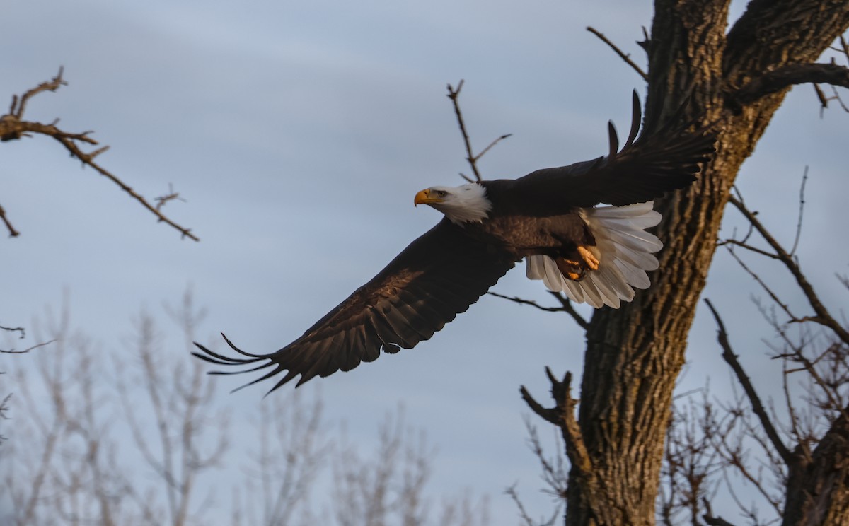 Pygargue à tête blanche - ML647447965