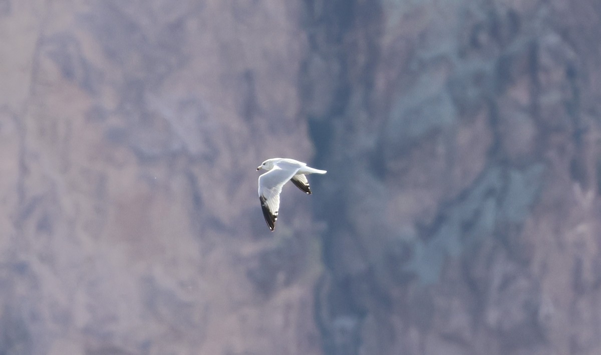 Goéland à bec cerclé - ML647447967