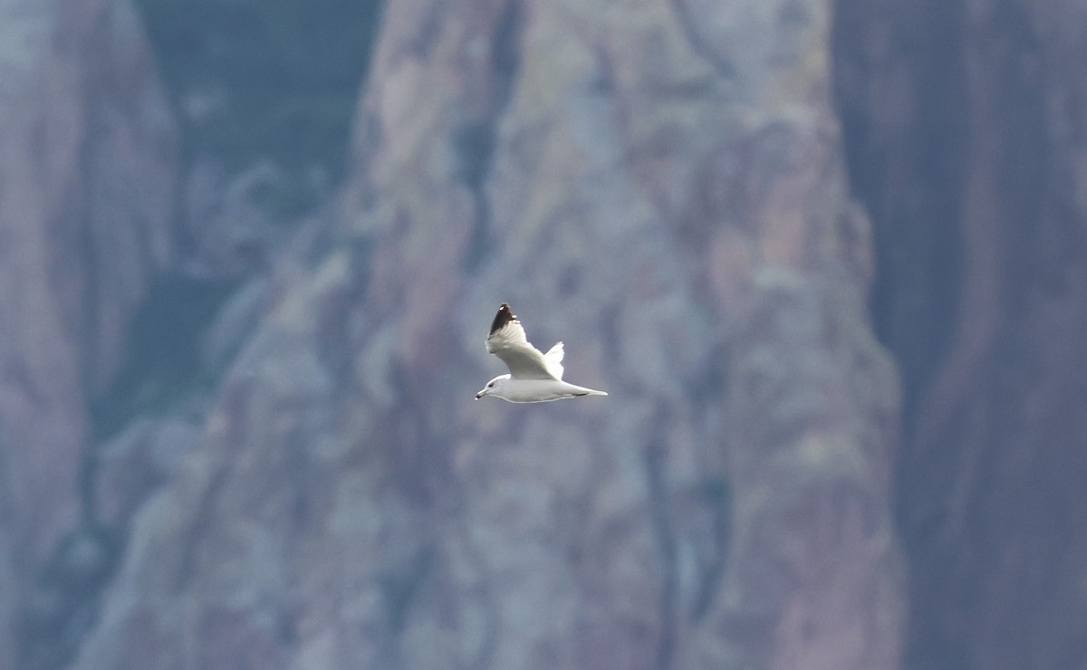 Goéland à bec cerclé - ML647447968