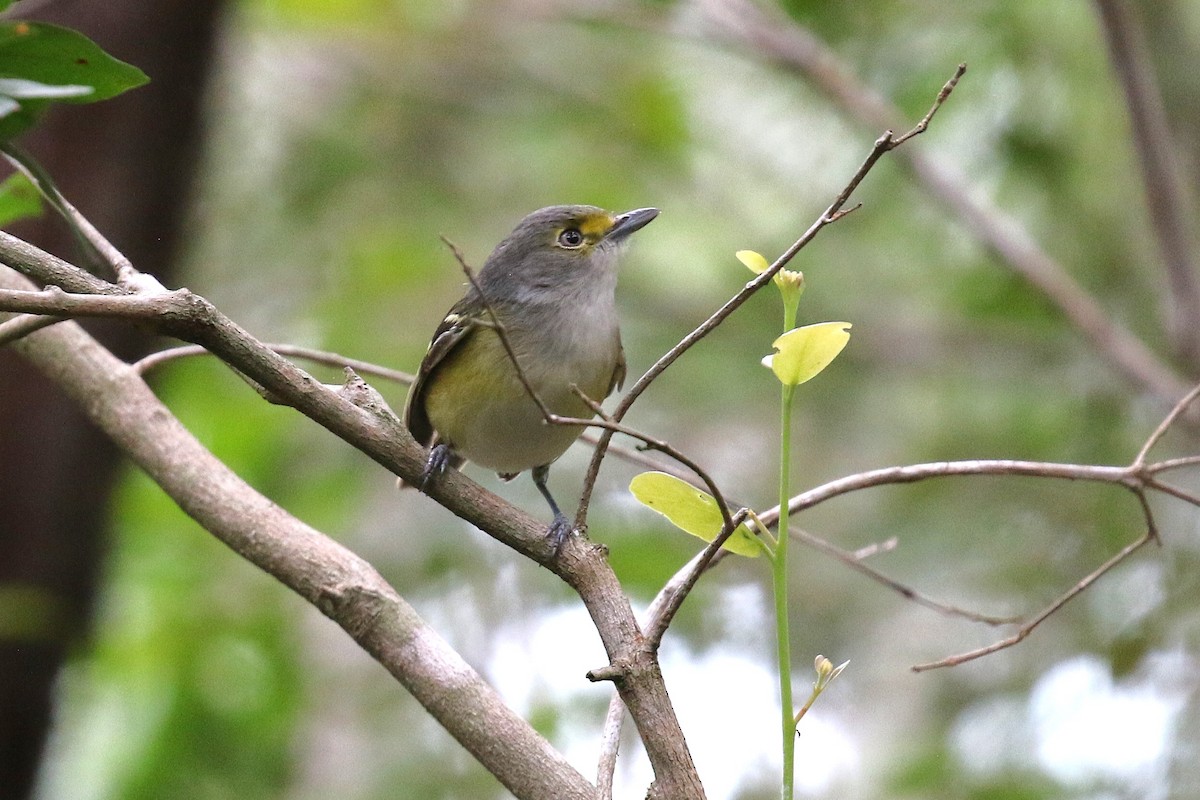 Thick-billed Vireo - ML647447969