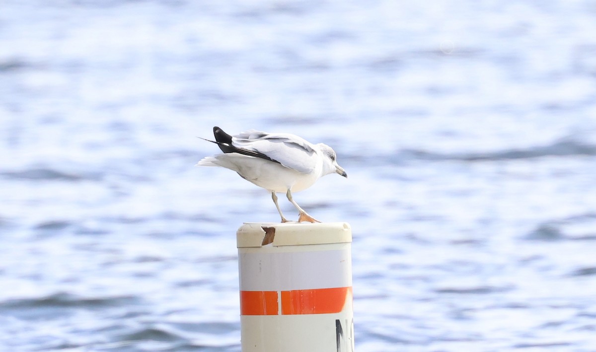 Goéland à bec cerclé - ML647447970