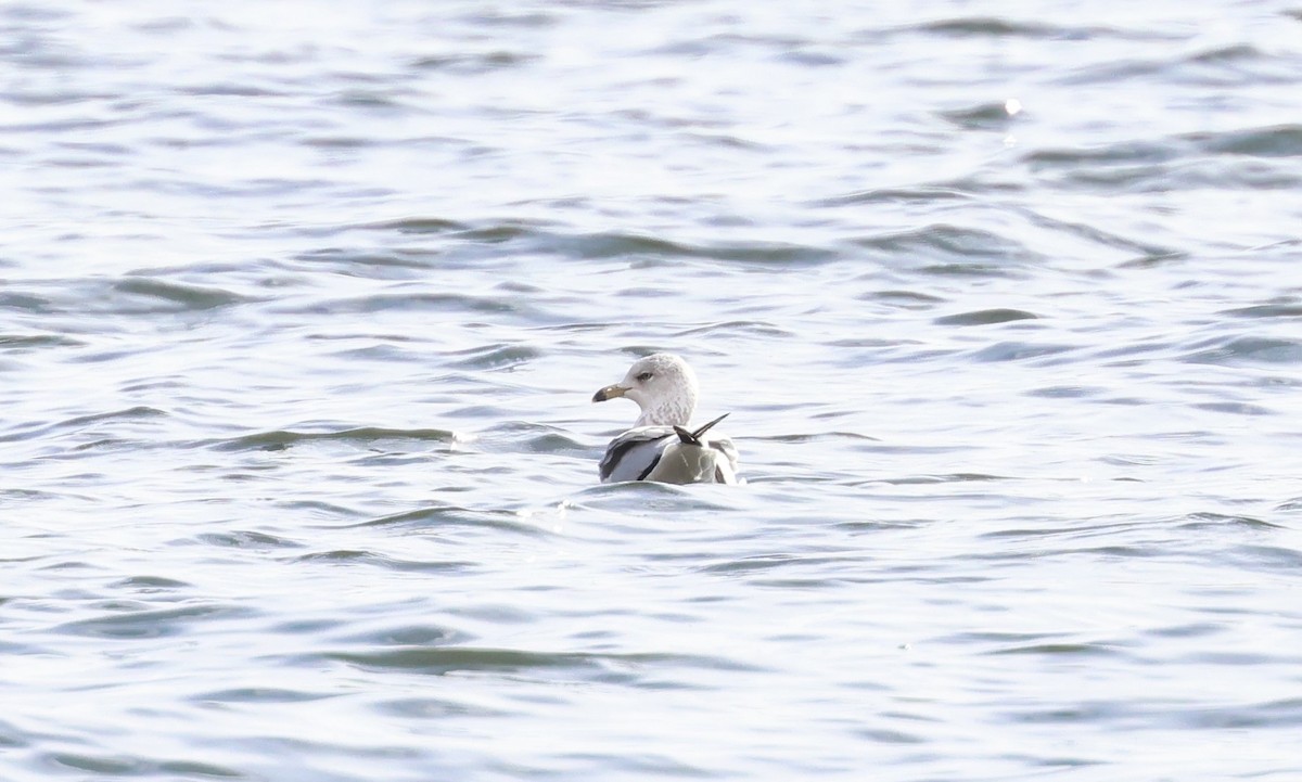 Goéland à bec cerclé - ML647447972