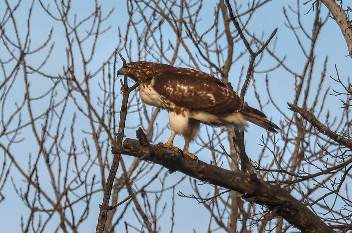 Buse à queue rousse - ML647447974