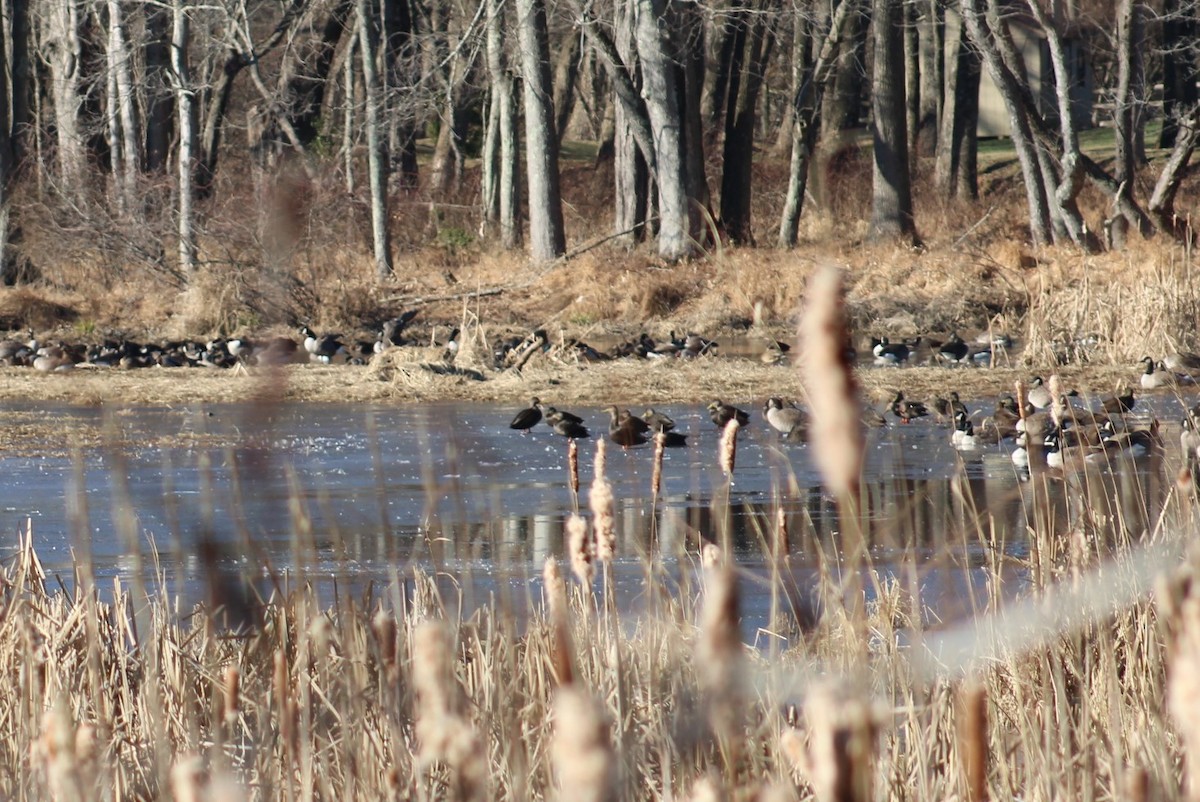 Canard noir - ML647447976