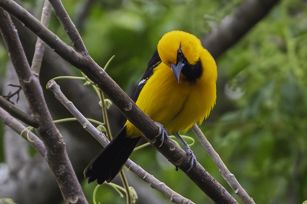 Altamira Oriole - ML647447980