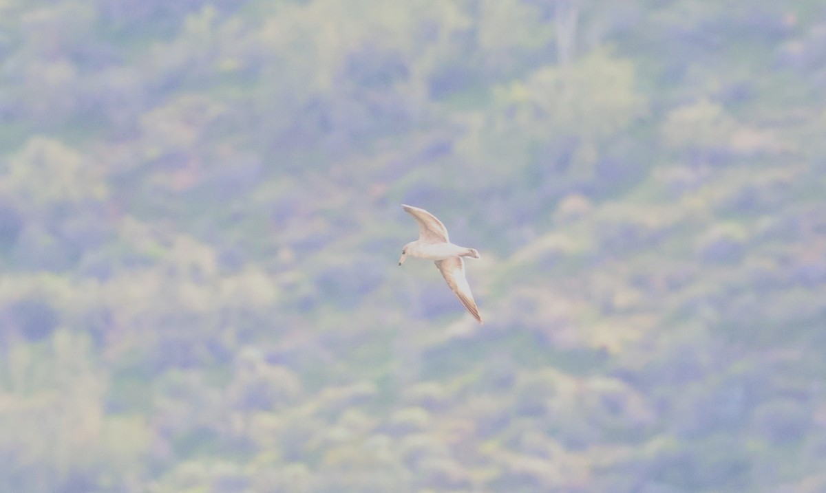 鷗亞科 - ML647447982