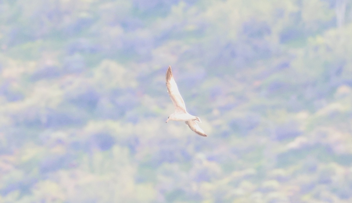 鷗亞科 - ML647447984