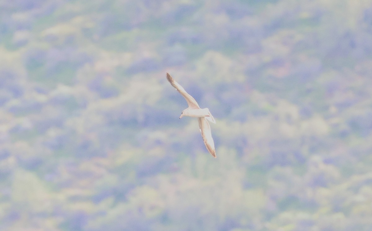 鷗亞科 - ML647447985