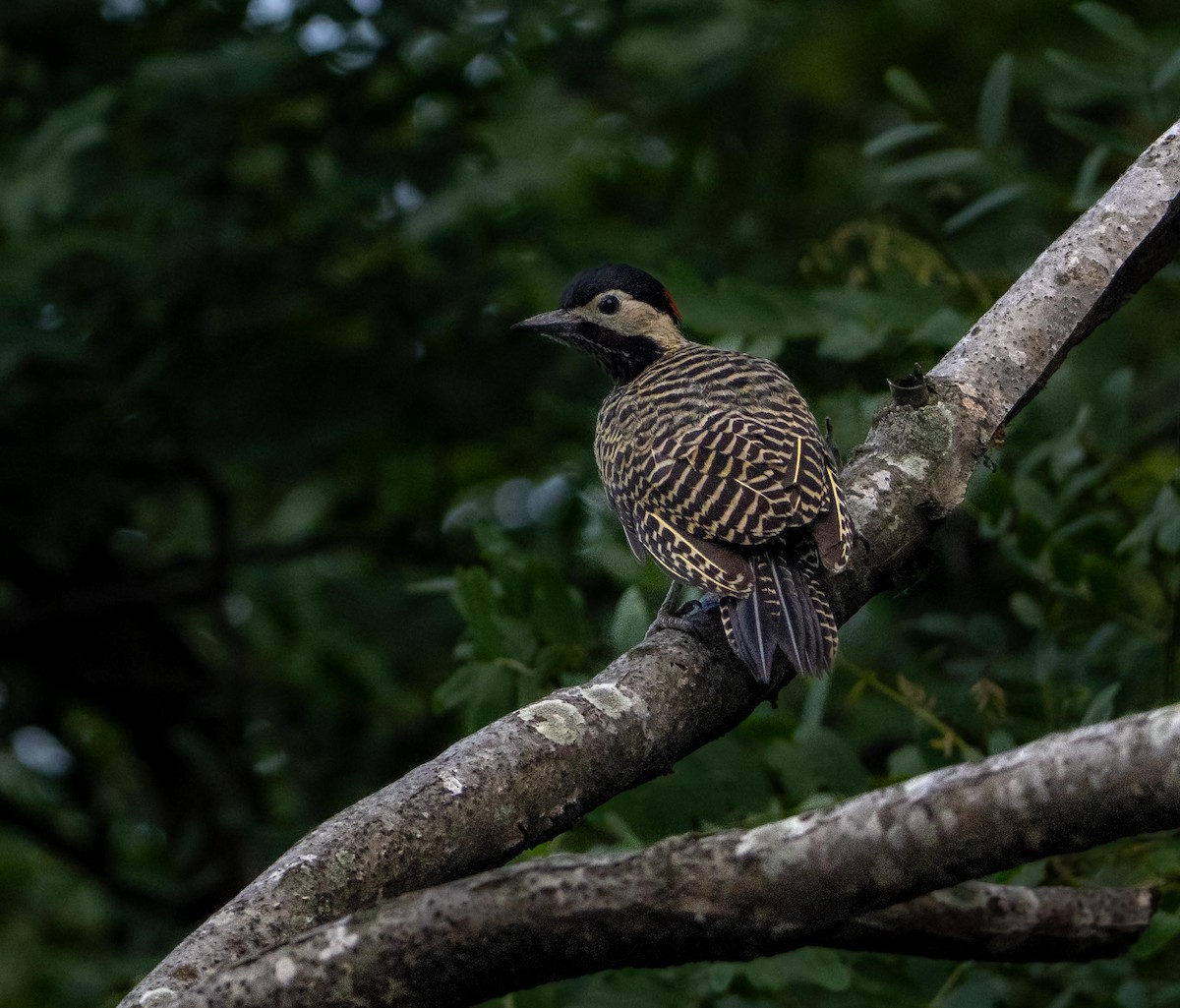 Декол плямистоволий - ML647447988