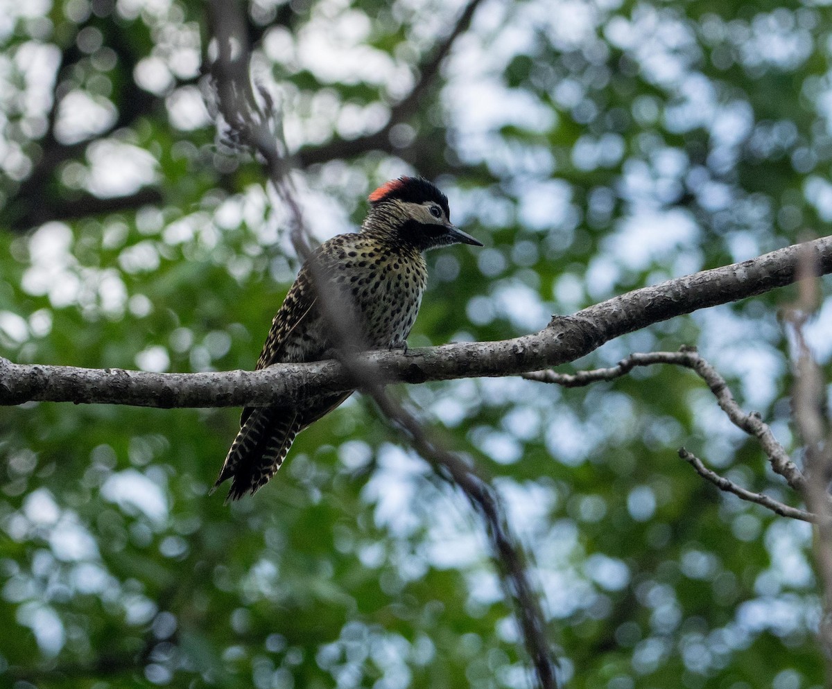 Декол плямистоволий - ML647447989