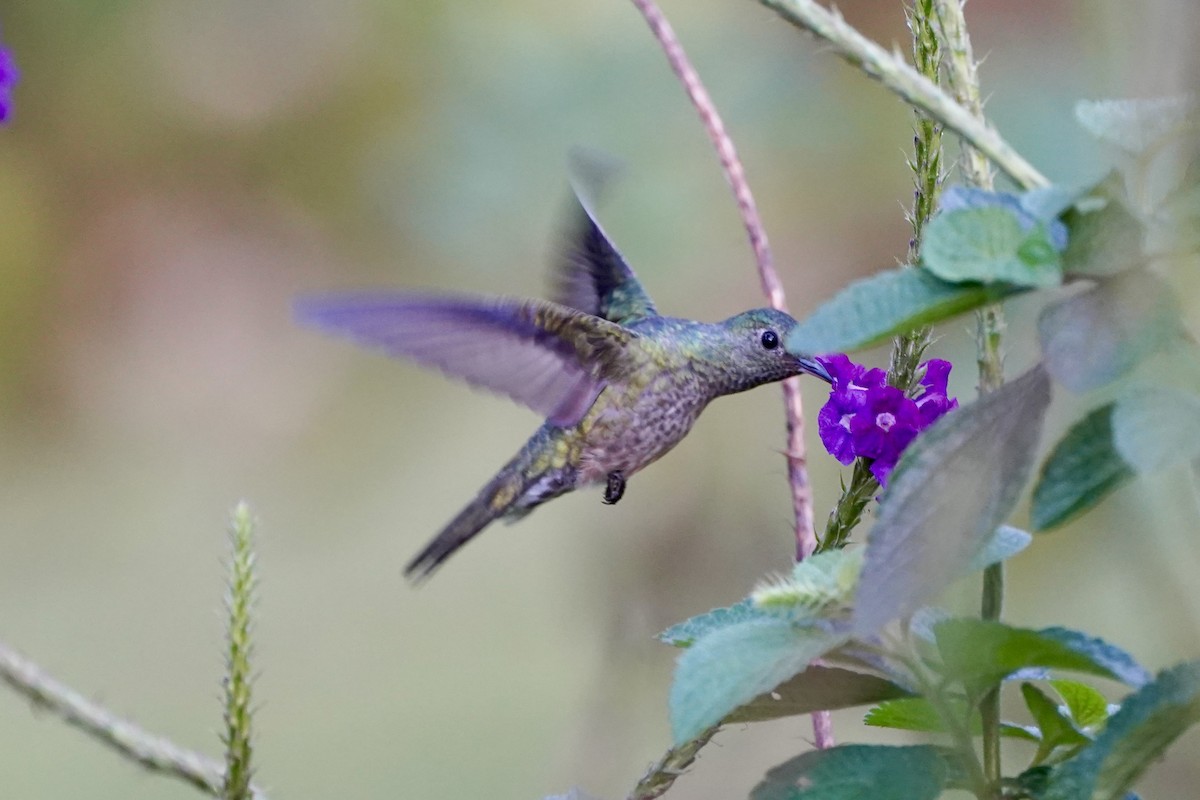 Scaly-breasted Hummingbird - ML647447990