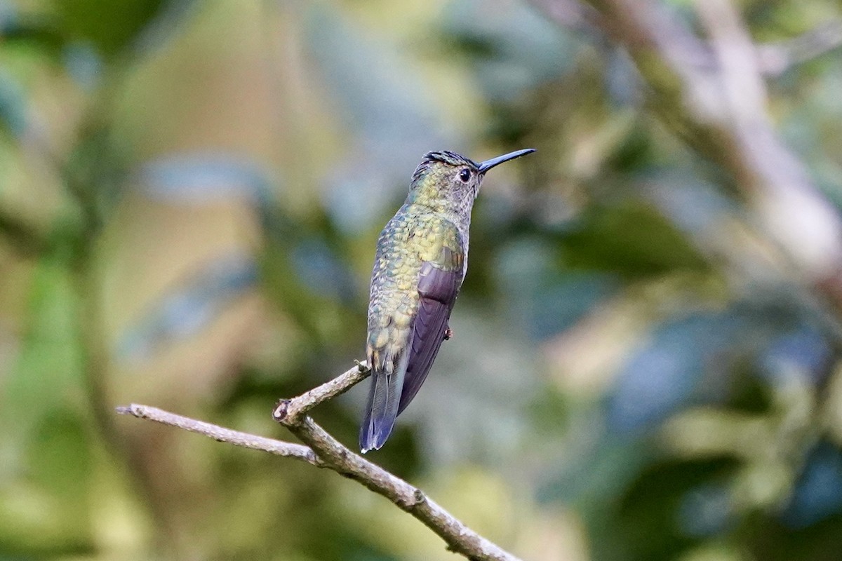 Scaly-breasted Hummingbird - ML647447991
