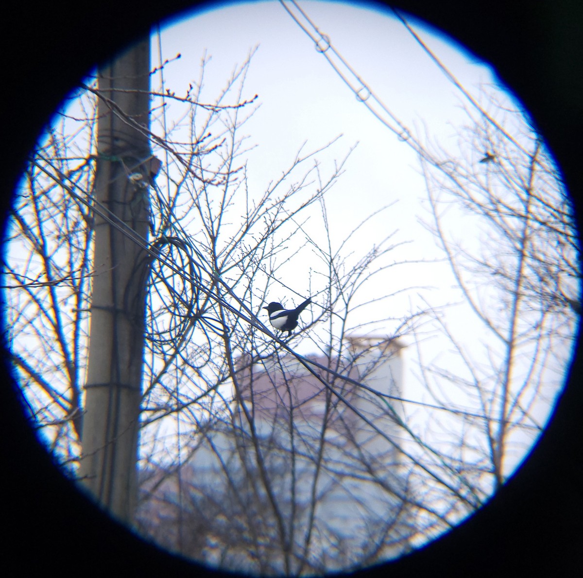 orientskjære - ML647448000