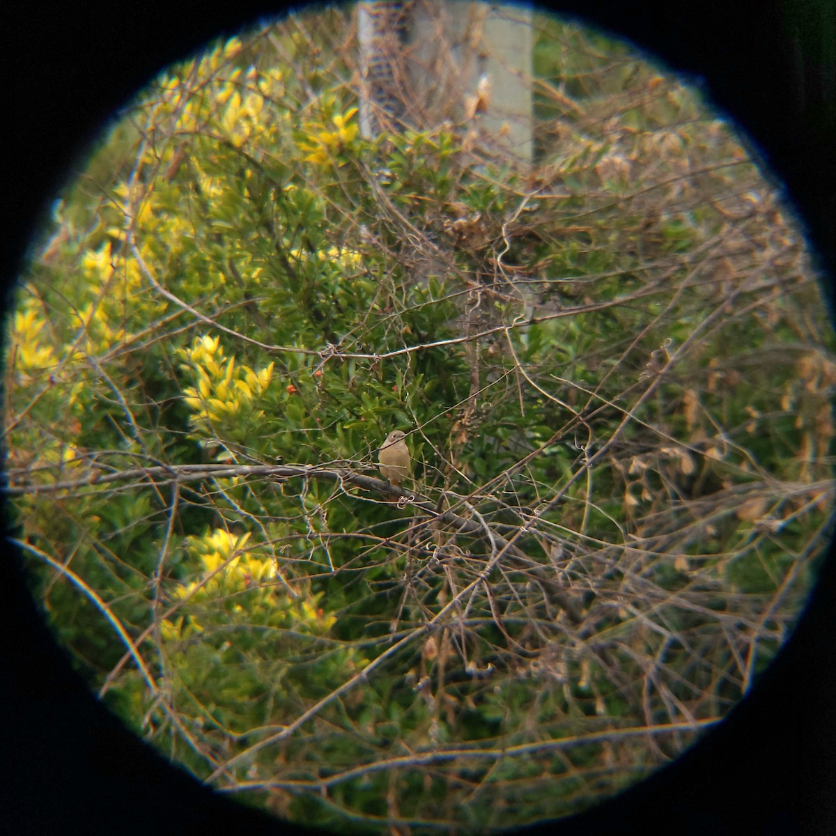 חכלילית סיבירית - ML647448015