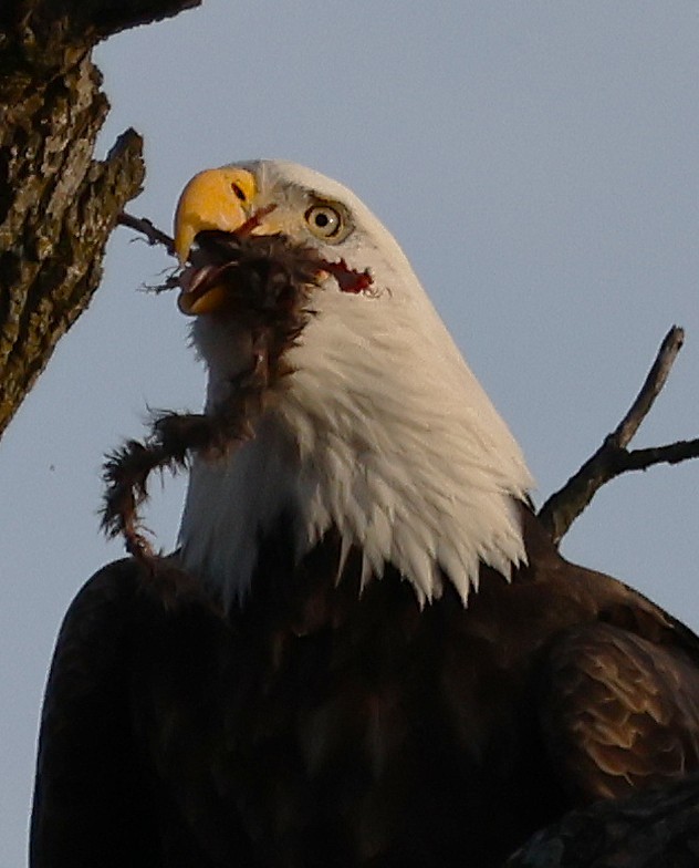 Bald Eagle - ML647448017
