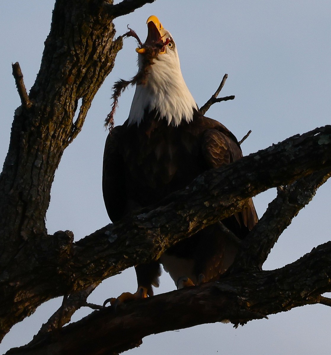 Bald Eagle - ML647448019