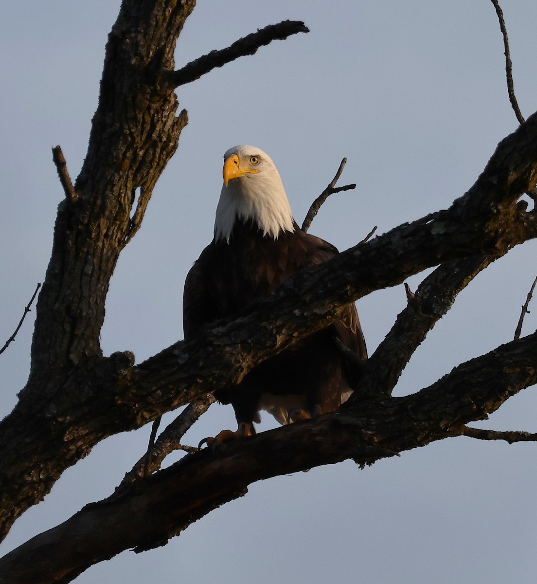Bald Eagle - ML647448020
