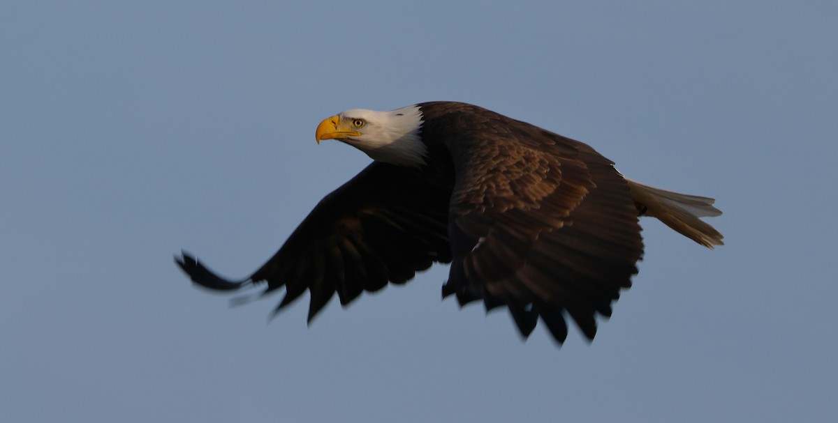 Bald Eagle - ML647448021