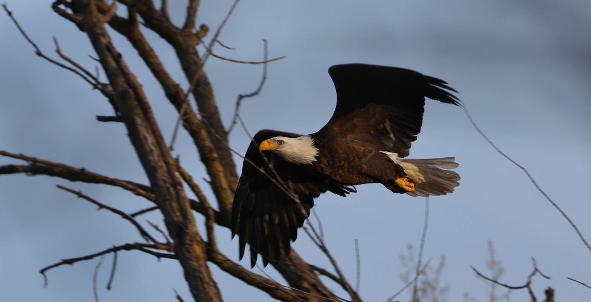 Bald Eagle - ML647448022