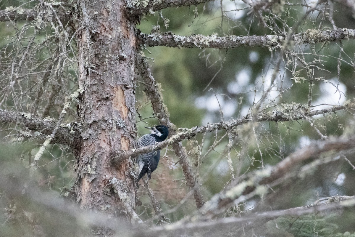 svartryggspett - ML647448024