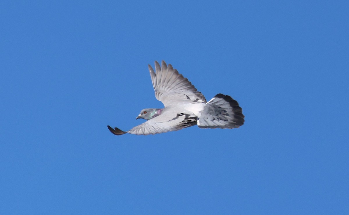 Kaya Güvercini (evcil tip) - ML647448028