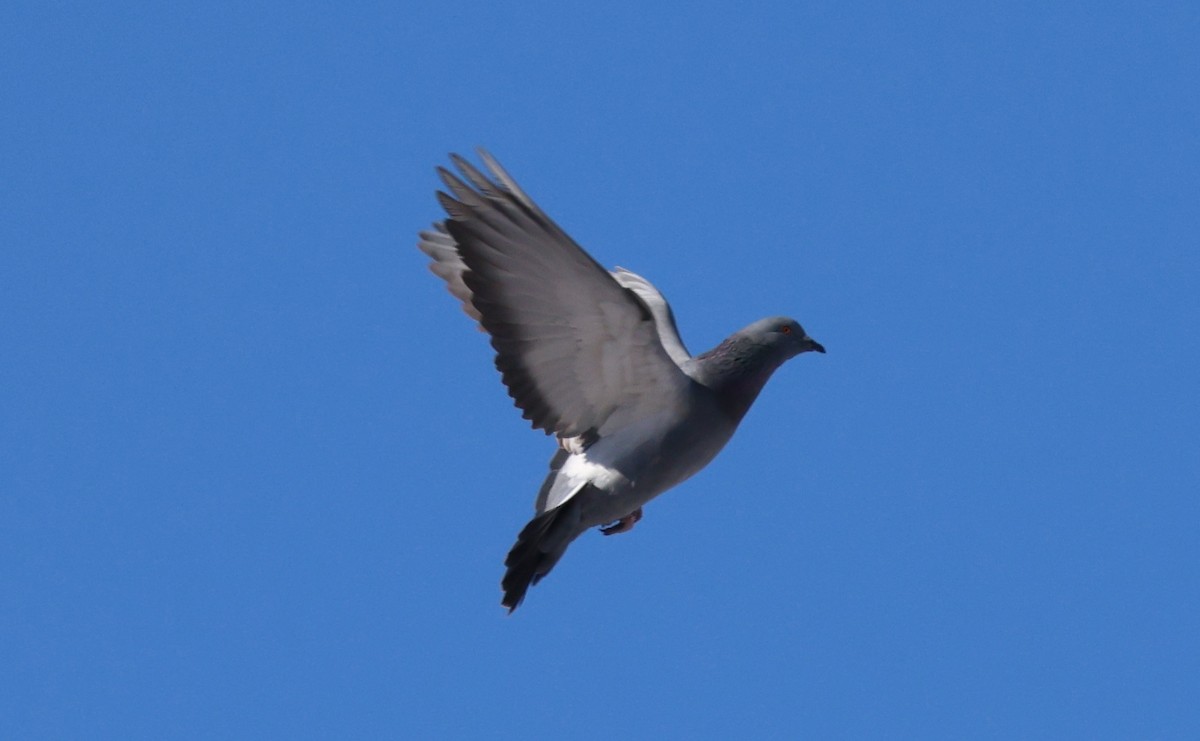 Kaya Güvercini (evcil tip) - ML647448030